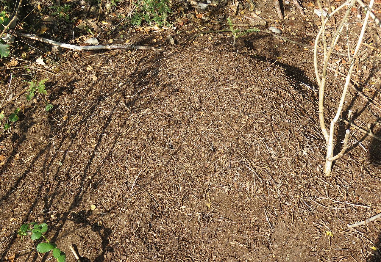  Southern Wood Ant(Ant Hill) 